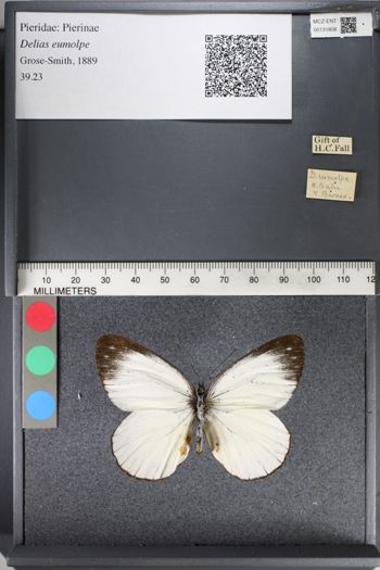 Media type: image;   Entomology 131808